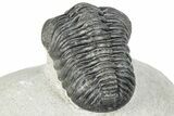 Curled Pedinopariops Trilobite - Mrakib, Morocco #287670-5